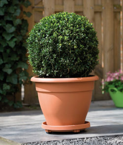 Classic Patio Pot 30cm (terracotta)